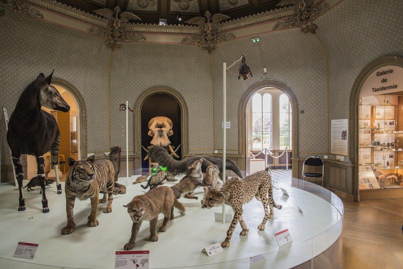 고생물학 전시실의 대형 화석 앞