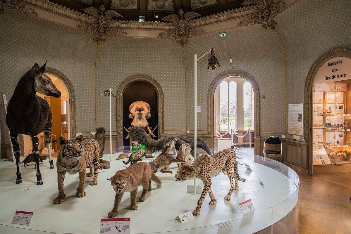 박제 동물 전시 코너