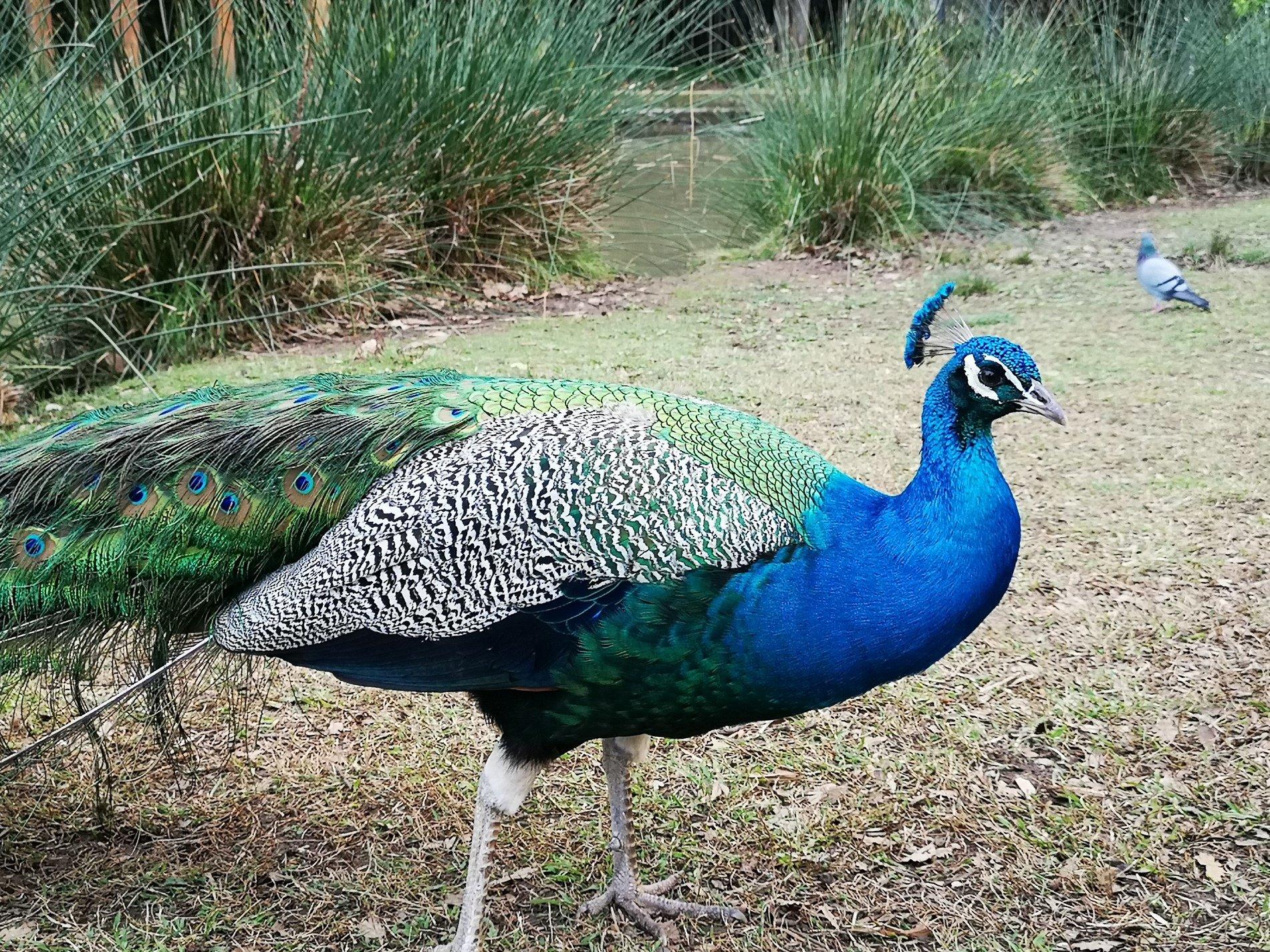 자유롭게 돌아다니는 공작 주변