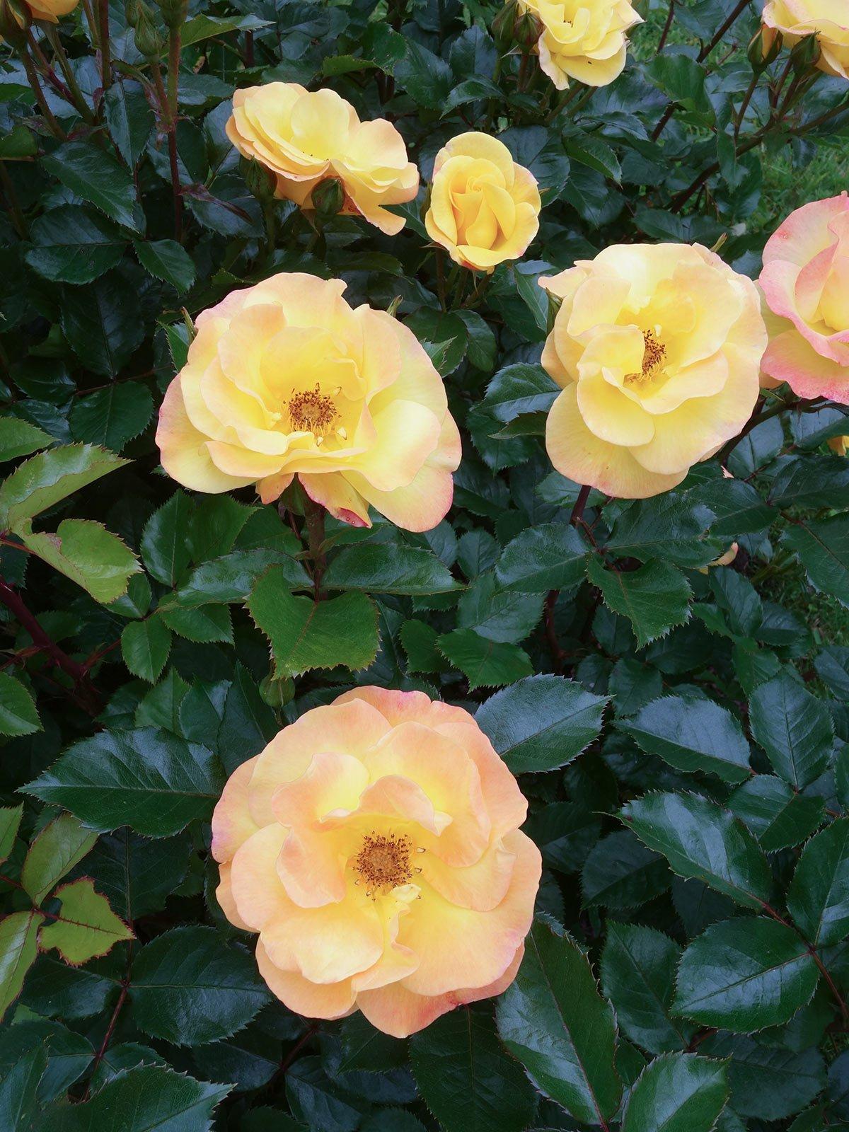 오를레앙 국제 장미 대회 현장 스케치