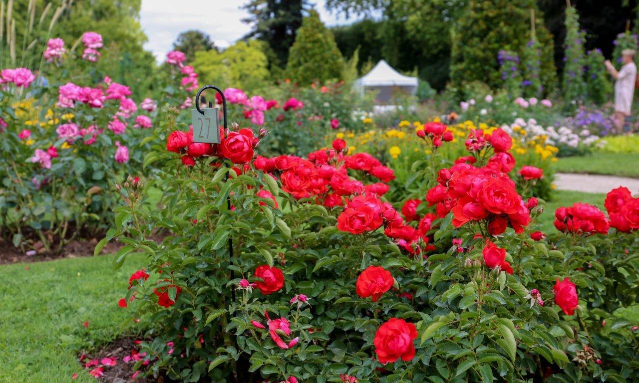 장미 정원 (La Roseraie)