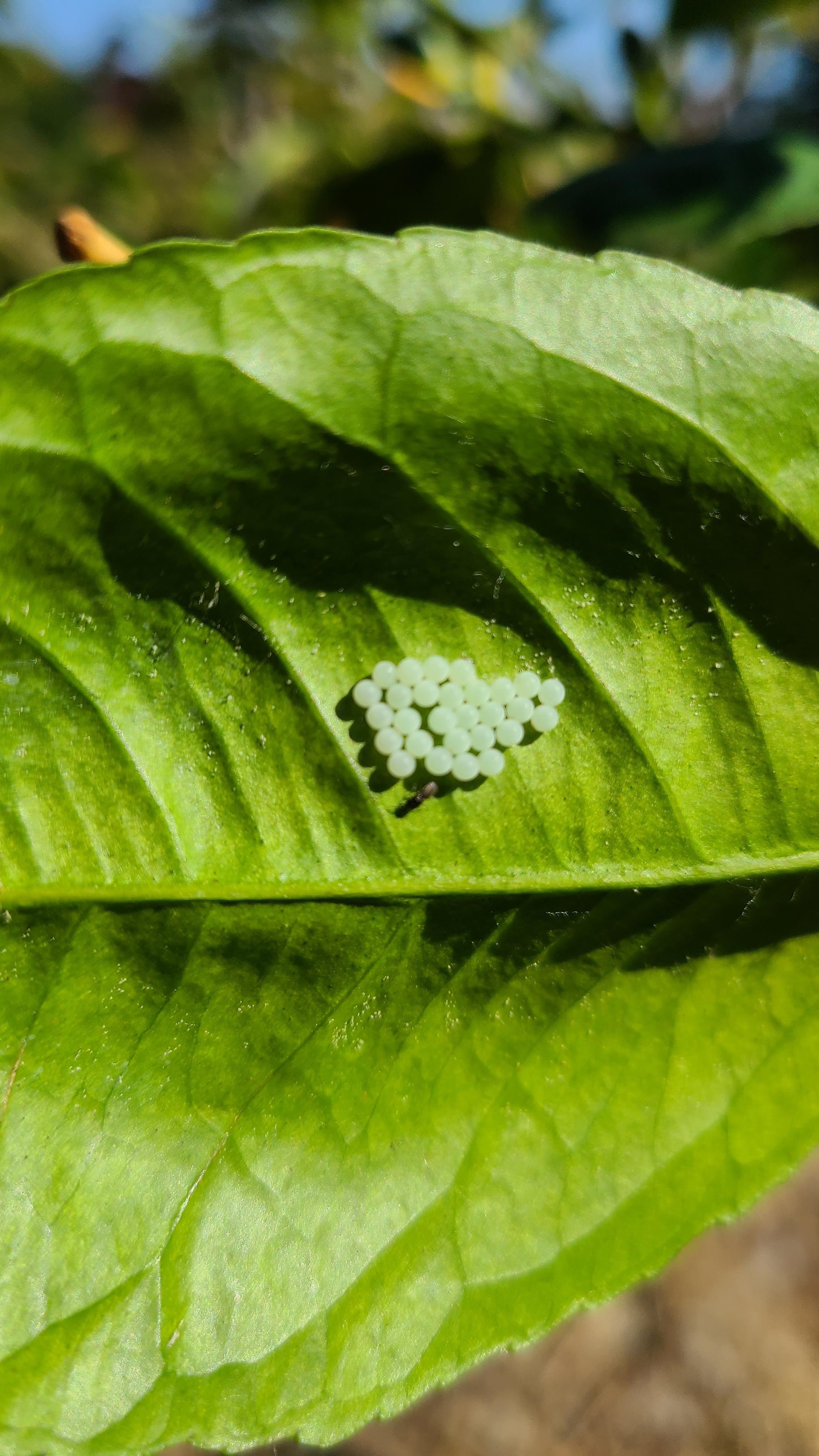 무당벌레 알 배포 행사