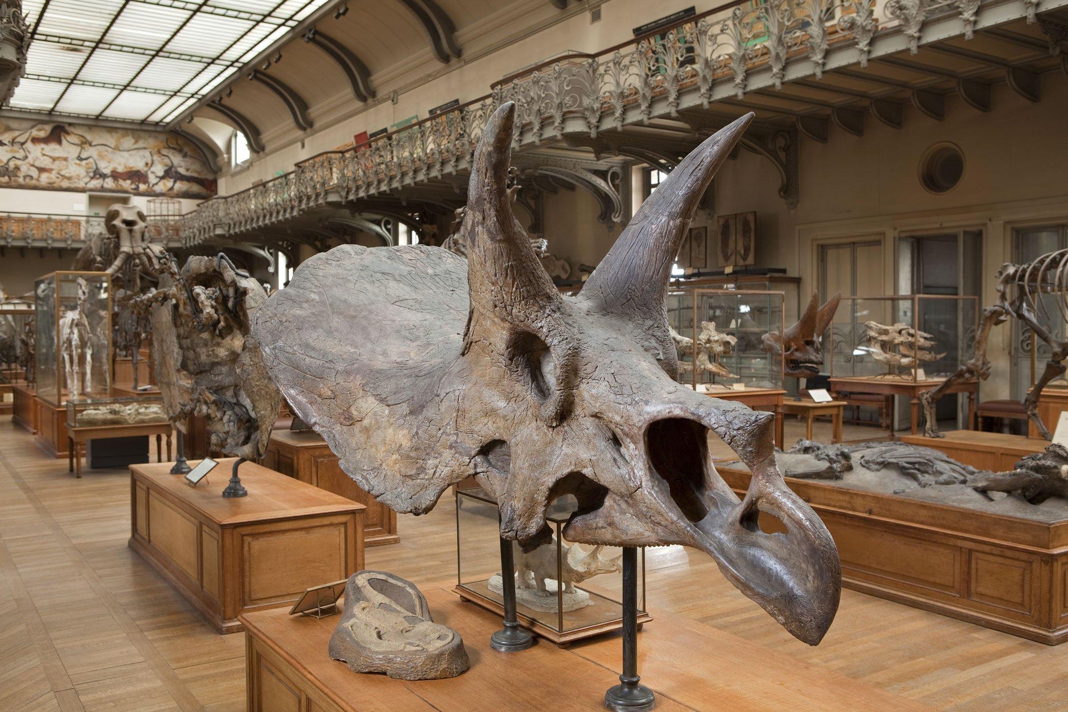 고생물학 갤러리 공룡 골격 앞