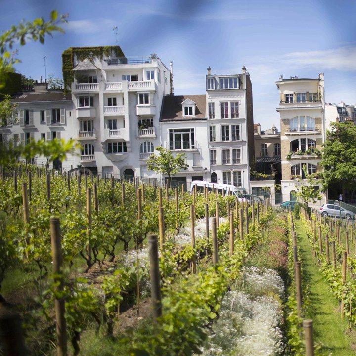 정원에서 바라보는 포도밭 풍경