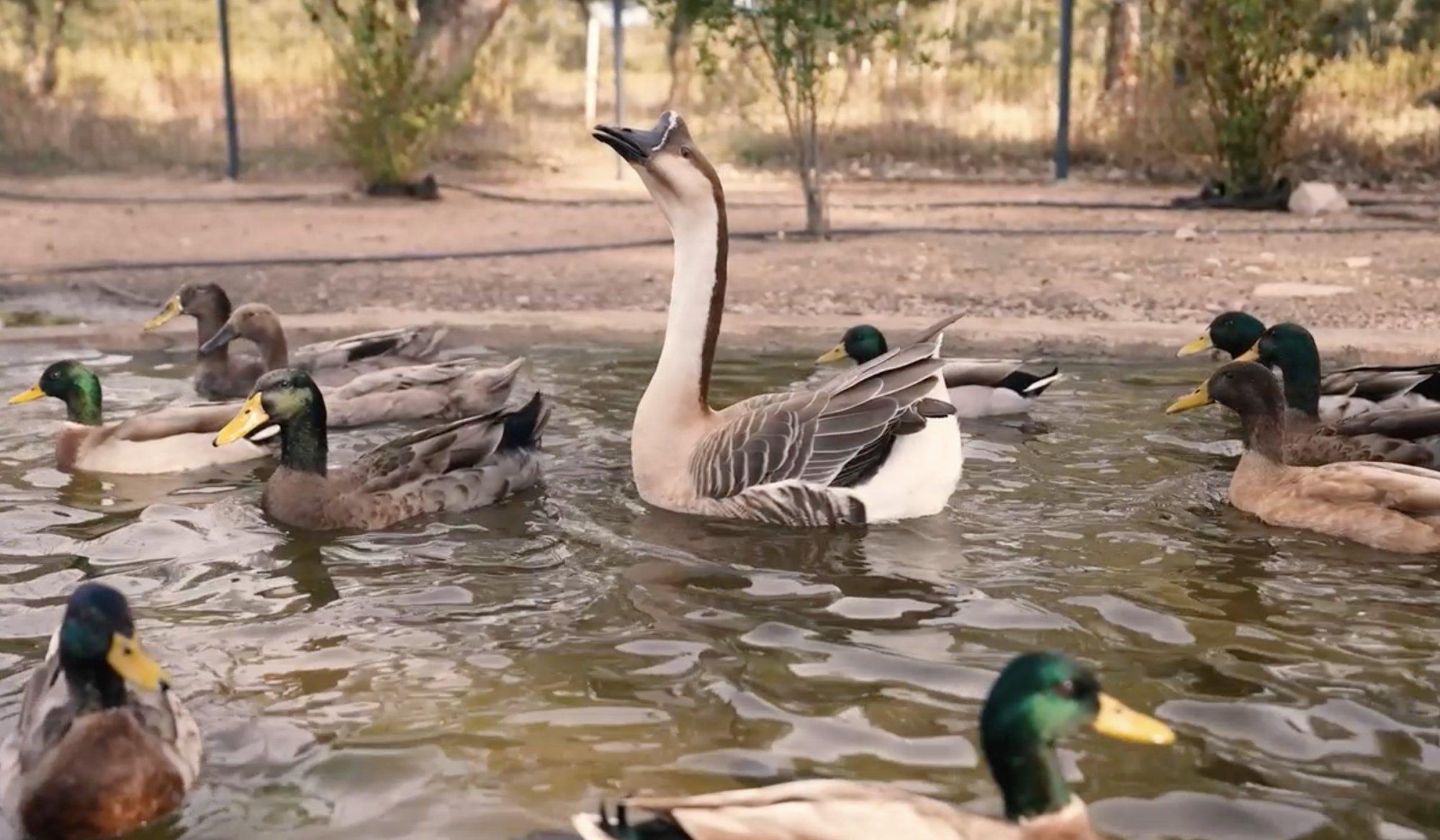 👨‍🌾 파둘라 교육 농장 (라 페름 드 파둘라)