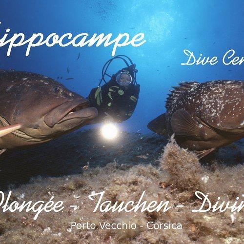 🤿 해마 다이빙 센터 (이포캄프 다이브 센터)