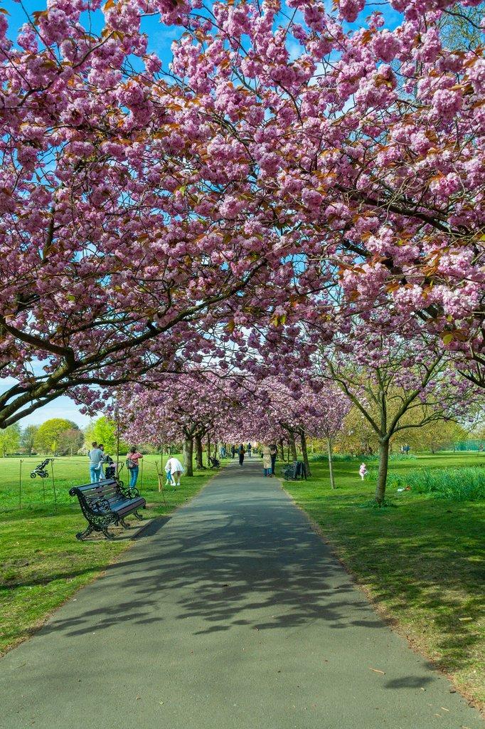 벚꽃길 (Cherry Tree Avenue)