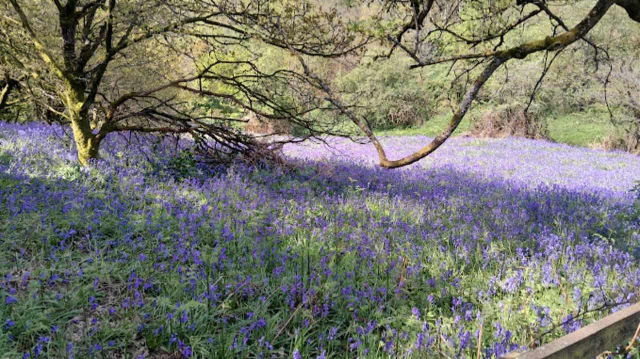 블루벨 숲 (Bluebell Woods - 봄철 한정)