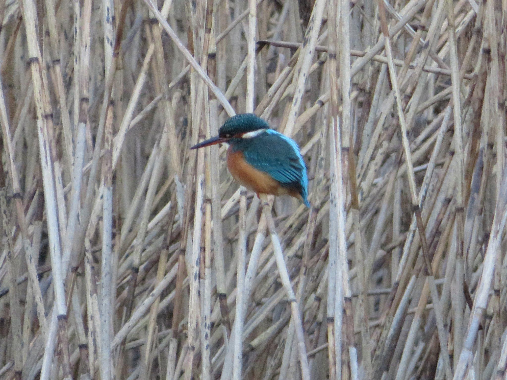 첫 번째 조류 관찰 오두막 (Kingfisher Hide)