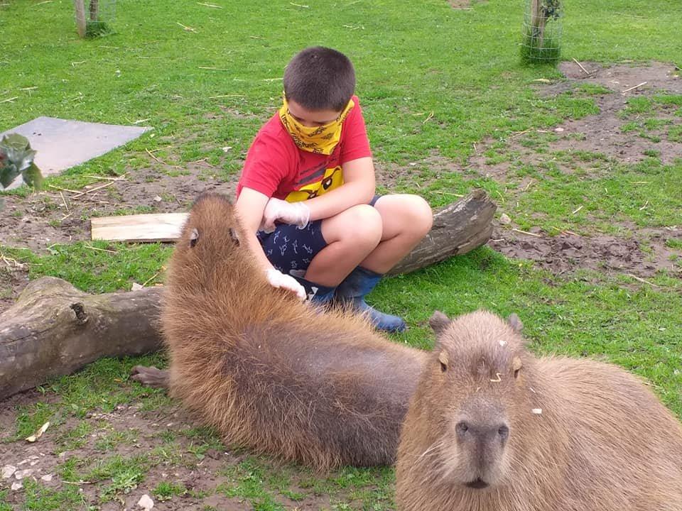 카피바라 체험존