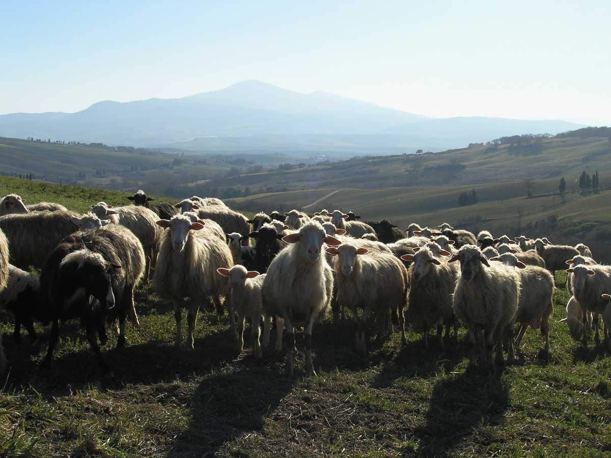 농장 내부 (동물 및 자연 풍경)