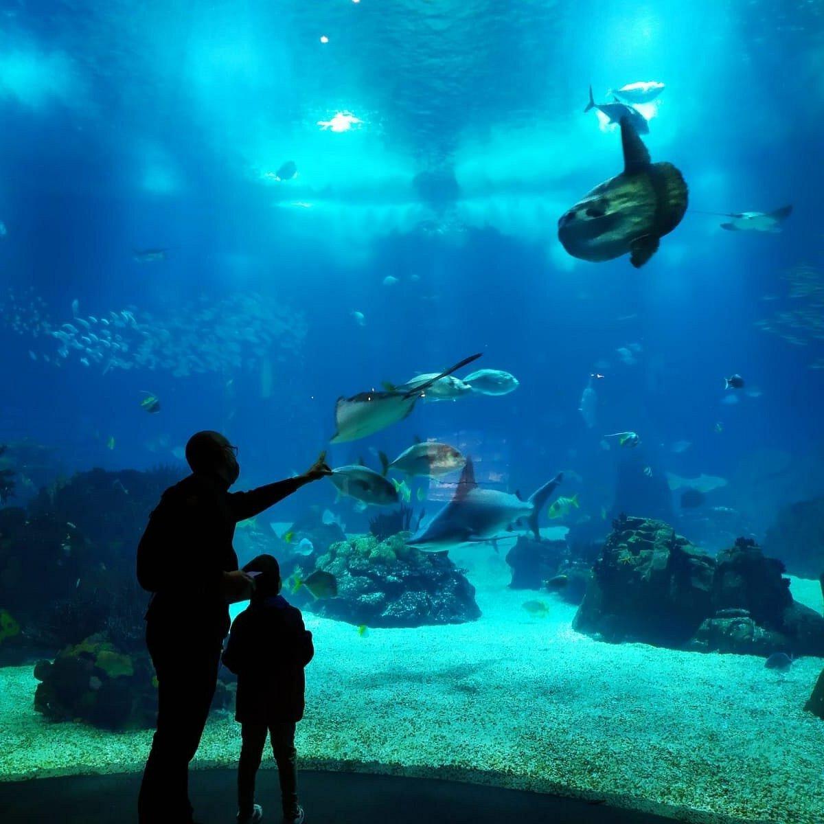 🐠 오세아나리우 드 리스보아